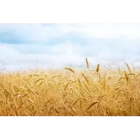 Купити пшеницю в Україні